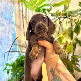 Blue and tan girl - Blue and tan female Dachshund puppy in Centralia, Washington from FairyTail Dachshunds