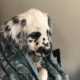Dalmatian Puppies from Speckled Spots Dalmatians