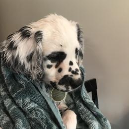 Dalmatian Puppies from Speckled Spots Dalmatians