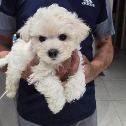 Boy 3 - White male Bichon Frise puppy in Cape Coral, Florida from Arralaine Pups