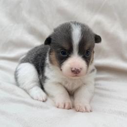 Blue Female - Blue female Pembroke Welsh Corgi puppy in Okeechobee, Florida from Cowtown Corgis & Border Collies