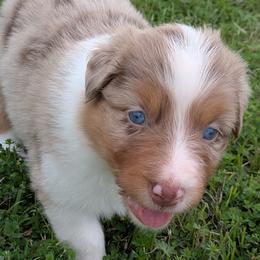 Cupid - red merle male - Red merle male Australian Shepherd puppy in Texas from Wray Aussies