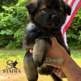Green collar - Sable male German Shepherd puppy in Anderson, South Carolina from StaFra German Shepherd Dogs