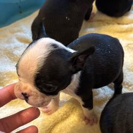 Boy 2 - Black and white male Boston Terrier puppy in Mc Donough, Georgia from Ballard Boston Terriers