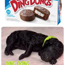 Labradoodle Puppies from Mud Puppies