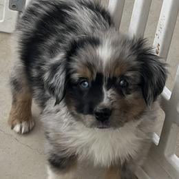 Virgil - Blue merle male Miniature Australian Shepherd puppy in Godley, Texas from Nana and Paws Aussies