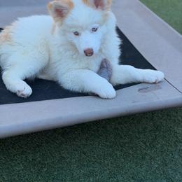 Percy - Red and white male Pomsky puppy in Winston, Oregon from Arctic Tails Spitz