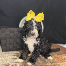 Fudge Flakes of Macadamia - Black Goldendoodle puppy in Charlotte, North Carolina from Ben and Jerry Doodles