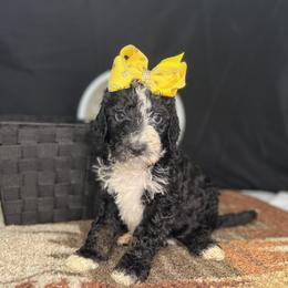 Fudge Flakes of Macadamia - Black Goldendoodle puppy in Charlotte, North Carolina from Ben and Jerry Doodles