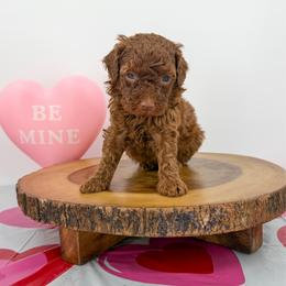 Missy - Red female Bernedoodle puppy in Beresford, South Dakota from DAKOTA DOOD RANCH