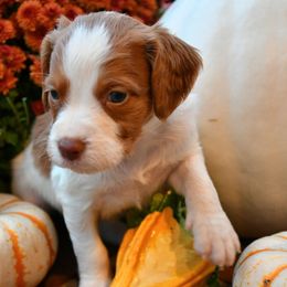 Giada - Orange and white female Brittany puppy in Hollidaysburg, Pennsylvania from Royal Flush Farms