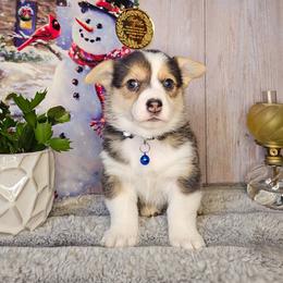 Spruse - Black and tan female Pembroke Welsh Corgi puppy in Fortine, Montana from North Star Pembroke Welsh Corgi's
