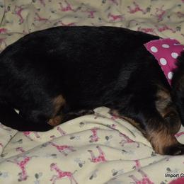 German Shepherd Puppies from Import German Shepherds of Kansas