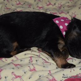 German Shepherd Puppies from Import German Shepherds of Kansas