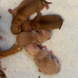 "Litter sired by Milo" Chihuahua Puppies from Sasha’s Elite Kennel LLC