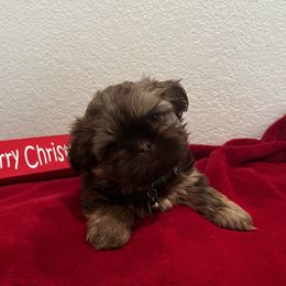 Boy 1 - Shih Tzu puppy in Oxnard, California from California Shih Tzu