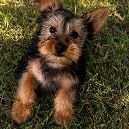 Noah - Black and tan male Yorkshire Terrier puppy in Orlando, Florida from Everyonelovesyorkies