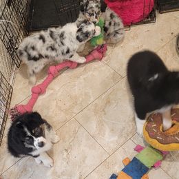 Australian Shepherd Puppies from Winsome Aussies