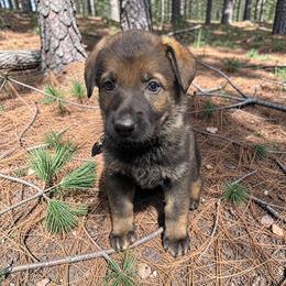 Laverne - Sable female German Shepherd puppy in Oakland, Oregon from VHM German Shepherds