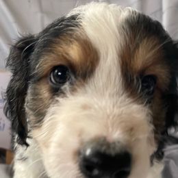 5 - Black tri-color male Aussiedoodle puppy in Tenino, Washington from Silvercreek Aussies and doodles