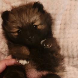 Valentine - Beaver sable Pomeranian puppy in Apollo Beach, Florida from Sherlock’s Poms