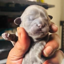 Shitz Tzu - Silver male Shih Tzu puppy in Merrillville, Indiana from Gibbs Gorgeous Paws LLC