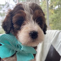Rosemary - Red tri-color female Assorted Doodle Crosses puppy in Rocky Point, North Carolina from CelticDoods