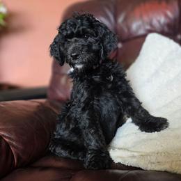 Aspen - Black and white female Bernedoodle puppy in Eatonville, Washington from Mt. Rainier Doodle Dogs