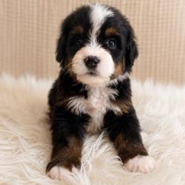 Mrs. Beaver - Tri-color female Bernedoodle puppy in Travelers Rest, South Carolina from Bernedoodle.do
