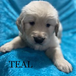 Mr. Teal - Light golden Golden Retriever puppy in Indepenence, Missouri from Goldenhubb