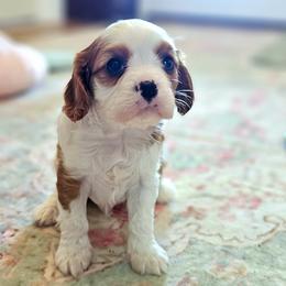 Alice - Blenheim female Cavalier King Charles Spaniel puppy in Marshfield, Missouri from Puppyloversplace