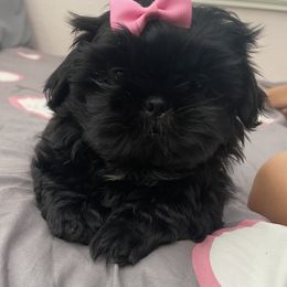 Shih Tzu Puppies from Crystal's Shih Tzus