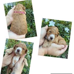 Alice - Red  female Goldendoodle puppy in Chattanooga, Tennessee from Scenic City Doodles