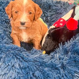Miss Bunny - Red  female Goldendoodle puppy in Sulphur, Louisiana from Curly Q’s Of Carlyss