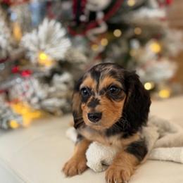 Elvis - Dapple male Dachshund puppy in Pflugerville, Texas from Dream A Dream Dachshunds