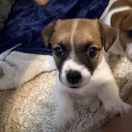 Otis - Tri-color male Jack Russell Terrier puppy in Lehigh Acres, Florida from Clawson and Sons Farm