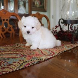 Biscayne - White male Havanese puppy in Hamptonville, North Carolina from Alabama Havanese Kennel Tidewater Kennel