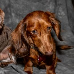 Dachshunds from Muddy Clyde