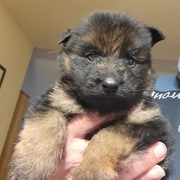Harley - Black and red female German Shepherd puppy in Whitewater, California from Vom Haus Metzler Shepherds