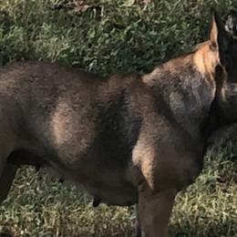 Boston Terriers and French Bulldogs from Southern Bulldogs