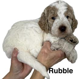 Boy 5 Rubble - Parti male Goldendoodle puppy in Newark, Ohio from Valleydayle Doodles and Wheatens
