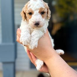 Andrew - Parti male Goldendoodle puppy in Urbana, Illinois from ZaraDoodles