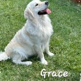 Grace - Golden Retriever