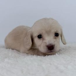 Amara - Cream female Dachshund puppy in Sonora, California from HEFFERNAN HOUNDS