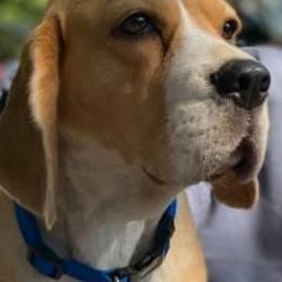 Beagles from Scentini Beagles
