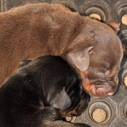 AKC Registered Full European Doberman Pinschers - Red and rust female Doberman Pinscher puppy in Fort Lauderdale, Florida from Lakewood European Dobermann Kennel