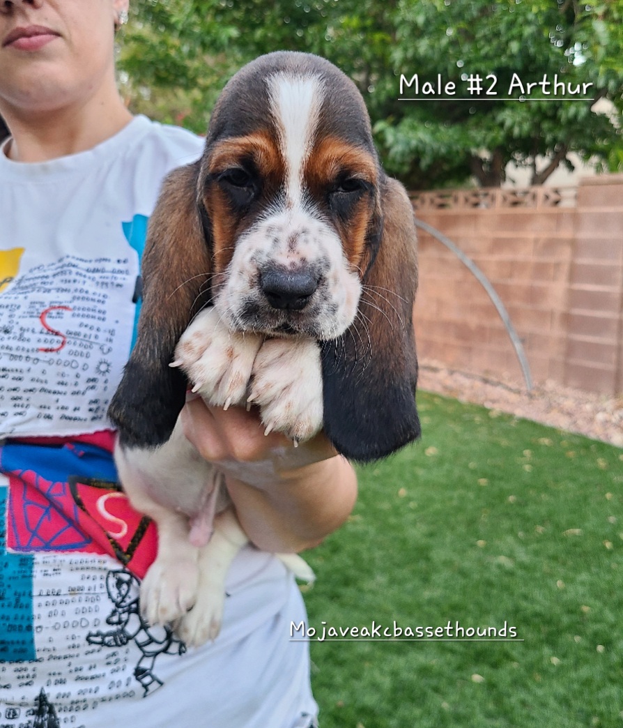 Arthur - Basset Hound puppy from Mojave AKC Basset Hounds