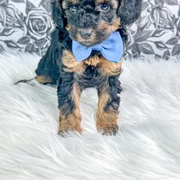 Oliver - Phantom male Poodle puppy in from Pink Poodles and Doodles
