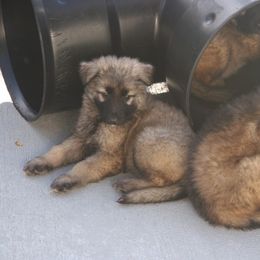 Shiloh Shepherd Puppies from Solace Shilohs