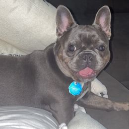 French Bulldogs from Nicky Gee frenchies